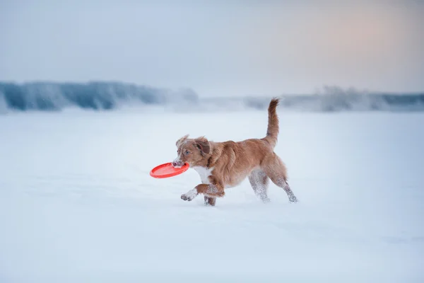 Pes Nova Scotia Duck Tolling retrívr chůze ve winter parku, hrál s létající talíř — Stock fotografie