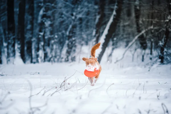 Hunden Nova Scotia Duck Tolling Retriever i Vinterparken, leker med flygande tefat — Stockfoto