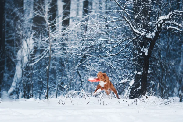 Pes Nova Scotia Duck Tolling retrívr chůze ve winter parku, hrál s létající talíř — Stock fotografie