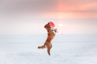 Köpek Nova Scotia Duck Tolling Retriever uçan daire ile oynarken kış parkta yürüyüş 