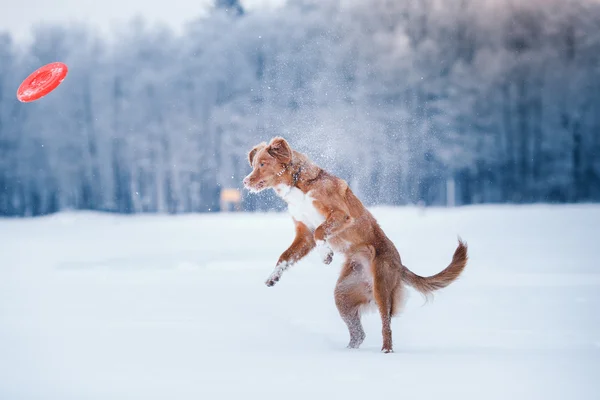 Dog Nova Scotia Duck Tolling Retriever  walking in winter park, playing with flying saucer