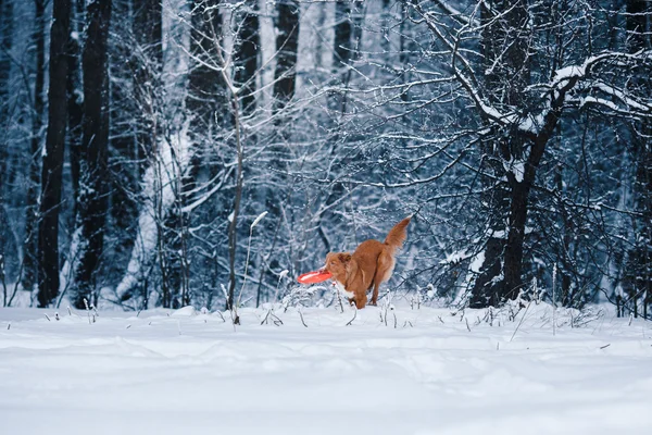 Hunden Nova Scotia Duck Tolling Retriever i Vinterparken, leker med flygande tefat — Stockfoto