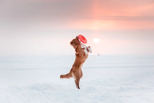 Dog Nova Scotia Duck Tolling Retriever  walking in winter park, playing with flying saucer — Stock Photo, Image