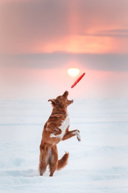 Köpek Nova Scotia Duck Tolling Retriever uçan daire ile oynarken kış parkta yürüyüş 