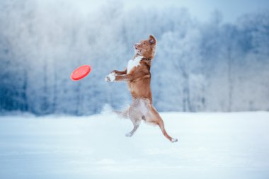 Köpek Nova Scotia Duck Tolling Retriever uçan daire ile oynarken kış parkta yürüyüş 