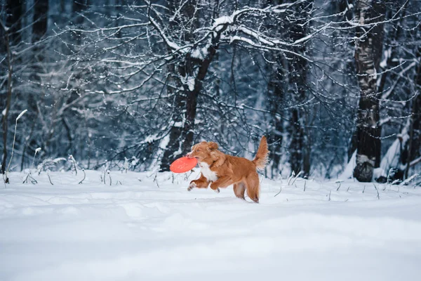 Dog Nova Scotia Duck Tolling Retriever  walking in winter park, playing with flying saucer