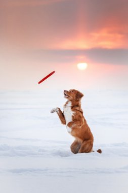 Köpek Nova Scotia Duck Tolling Retriever uçan daire ile oynarken kış parkta yürüyüş 