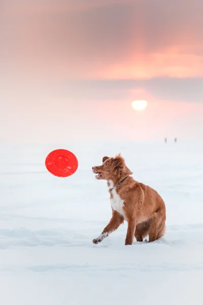 Köpek Nova Scotia Duck Tolling Retriever uçan daire ile oynarken kış parkta yürüyüş — Stok fotoğraf