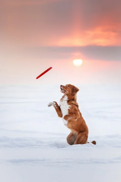 Σκύλος Nova Scotia Duck διοδίων Retriever περπάτημα στο πάρκο χειμώνα, παίζοντας με ιπτάμενο δίσκο — Φωτογραφία Αρχείου