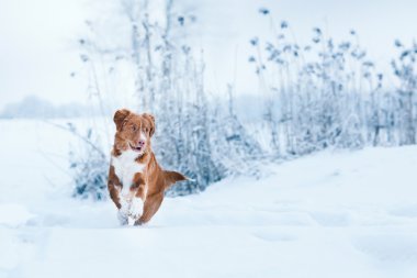 Köpek Nova Scotia Duck Tolling Retriever kış Park'ta yürüyordunuz