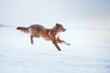 Köpek Nova Scotia Duck Tolling Retriever kış Park'ta yürüyordunuz