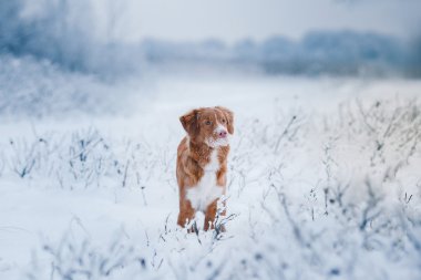 Köpek Nova Scotia Duck Tolling Retriever kış Park'ta yürüyordunuz