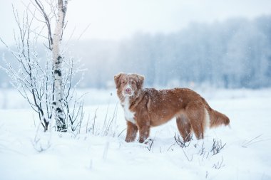 Köpek Nova Scotia Duck Tolling Retriever kış Park'ta yürüyordunuz