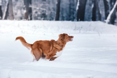 Köpek Nova Scotia Duck Tolling Retriever kış Park'ta yürüyordunuz