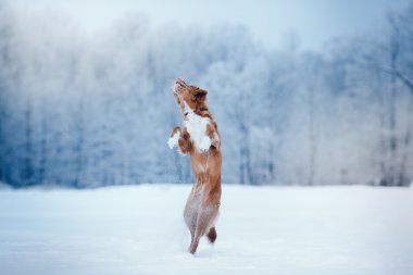 Köpek Nova Scotia Duck Tolling Retriever kış Park'ta yürüyordunuz