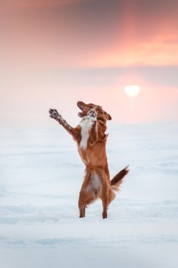 Köpek Nova Scotia Duck Tolling Retriever kış Park'ta yürüyordunuz