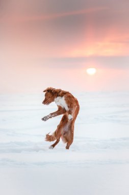 Köpek Nova Scotia Duck Tolling Retriever kış Park'ta yürüyordunuz