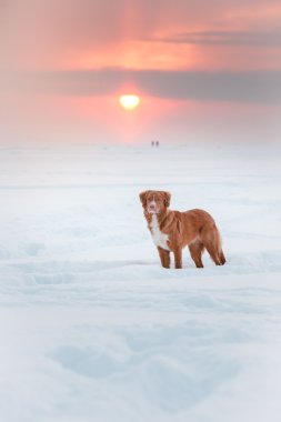 Köpek Nova Scotia Duck Tolling Retriever kış Park'ta yürüyordunuz