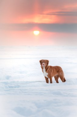Köpek Nova Scotia Duck Tolling Retriever kış Park'ta yürüyordunuz