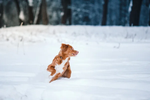 Hunden Nova Scotia Duck Tolling Retriever i Vinterparken — Stockfoto