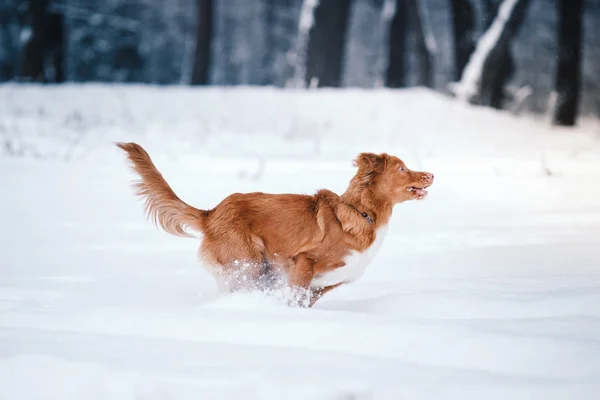 Pes Nova Scotia Duck Tolling retrívr chůze ve winter parku — Stock fotografie