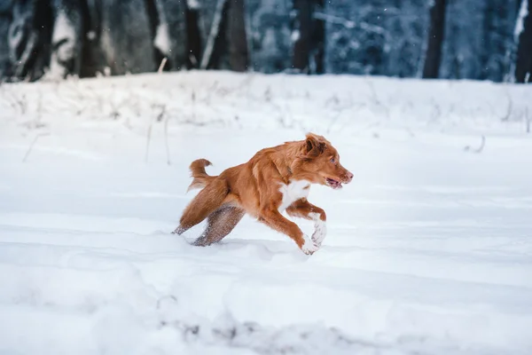 Pies Nova Scotia Duck Tolling Retriever chodzenie w winter park — Zdjęcie stockowe