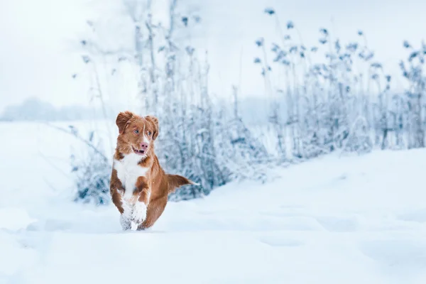 Pies Nova Scotia Duck Tolling Retriever chodzenie w winter park — Zdjęcie stockowe