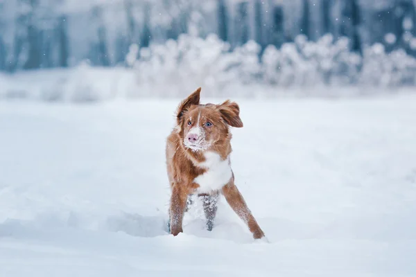 Hond Nova Scotia Duck Tolling Retriever wandelen in winter park — Stockfoto