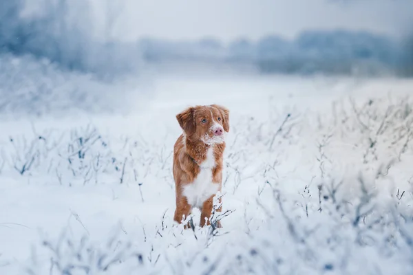 Dog Nova Scotia Duck Tolling Retriever  walking in winter park — Stock Photo, Image