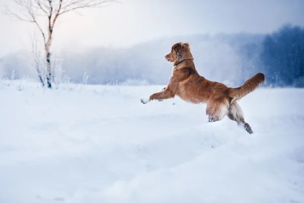 Chien Nouvelle-Écosse Duck Tolling Retriever marche dans le parc d'hiver — Photo