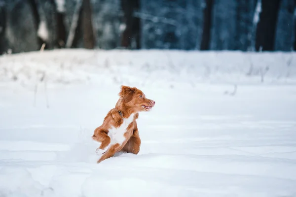 Pies Nova Scotia Duck Tolling Retriever chodzenie w winter park — Zdjęcie stockowe