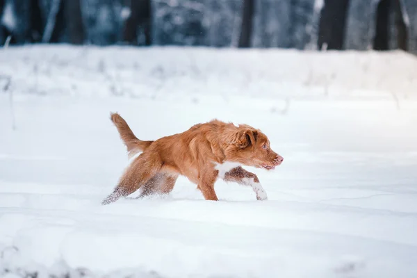 Pies Nova Scotia Duck Tolling Retriever chodzenie w winter park — Zdjęcie stockowe