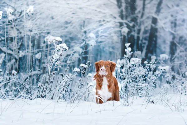 Perro Nova Scotia Duck Tolling Retriever caminando en el parque de invierno — Foto de Stock