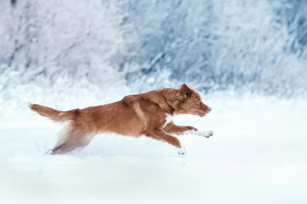 Dog Nova Scotia Duck Tolling Retriever caminhando no parque de inverno — Fotografia de Stock