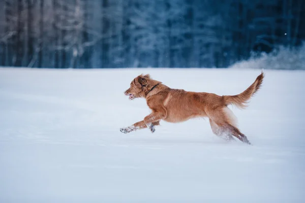 Pies Nova Scotia Duck Tolling Retriever chodzenie w winter park — Zdjęcie stockowe