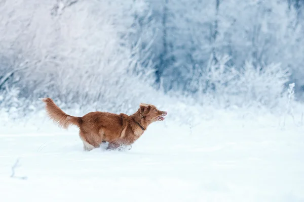 Pies Nova Scotia Duck Tolling Retriever chodzenie w winter park — Zdjęcie stockowe