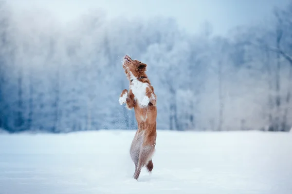 Hunden Nova Scotia Duck Tolling Retriever i Vinterparken — Stockfoto