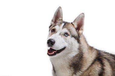 Beyaz bir arka plan üzerinde köpek doğurmak Siberian dış yapraklar