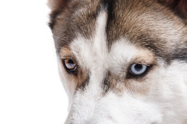 Beyaz bir arka plan üzerinde köpek doğurmak Siberian dış yapraklar