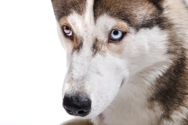 Beyaz bir arka plan üzerinde köpek doğurmak Siberian dış yapraklar