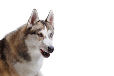 Beyaz bir arka plan üzerinde köpek doğurmak Siberian dış yapraklar