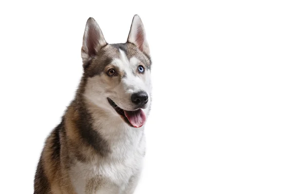 Raça de cão Husky siberiano em um fundo branco — Fotografia de Stock