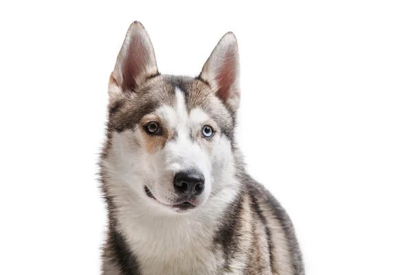 Raça de cão Husky siberiano em um fundo branco — Fotografia de Stock