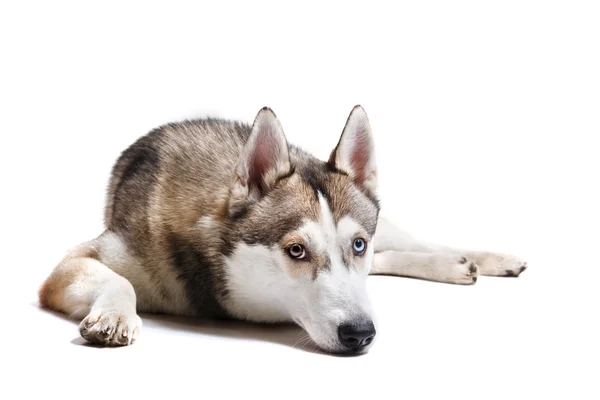 Raça de cão Husky siberiano em um fundo branco — Fotografia de Stock