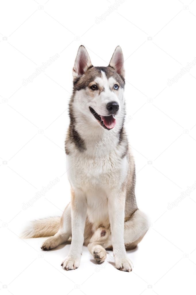 Dog breed Siberian Husky on a white background