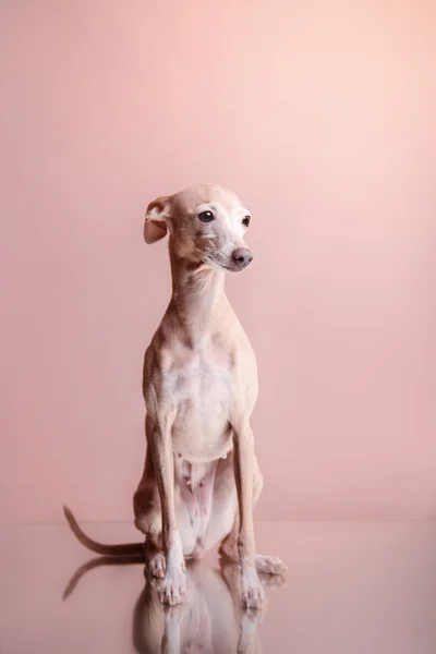 Greyhound italiano em um fundo de cor no estúdio — Fotografia de Stock