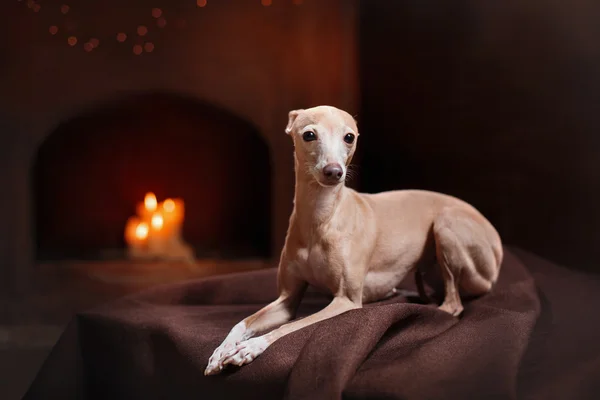 Greyhound italiano em um fundo de cor no estúdio — Fotografia de Stock