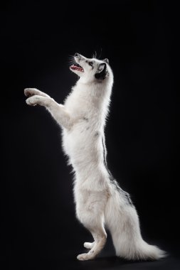 Kutup tilkisi Vulpes lagopus