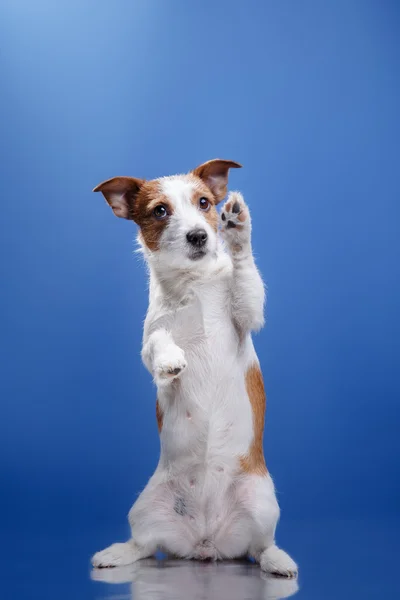 Chien Jack Russell Terrier sur fond bleu — Photo