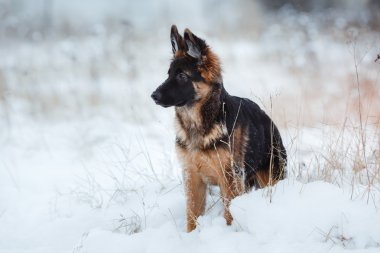 köpek doğurmak Alman çoban yürüyüş 
